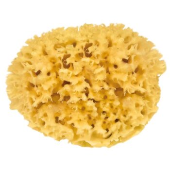 Naturschwamm Medium
